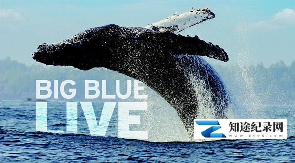 [BBC]深蓝海洋 Big Blue Live-知途纪录片网盘资源下载