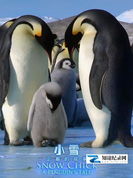 [BBC]帝企鹅宝宝的生命轮回之旅 Snow Chick – A Penguin's Tale-知途纪录片网盘资源下载