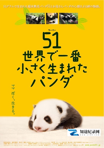 [NHK]大熊猫51的故事 世界で一番小さく生まれたパンダ-知途纪录片网盘资源下载