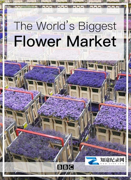 [BBC]世界上最大的鲜花市场 The World's Biggest Flower Market-知途纪录片网盘资源下载