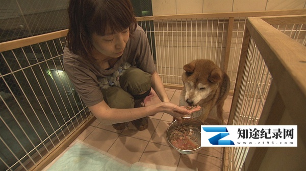[NHK]纪实72小时 大城市里动物的庇护所  ドキュメント72時間 大都会 犬と猫のシェルターで-知途纪录片网盘资源下载