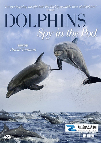 [BBC]卧底海豚帮 Dolphins – Spy in the Pod-知途纪录片网盘资源下载