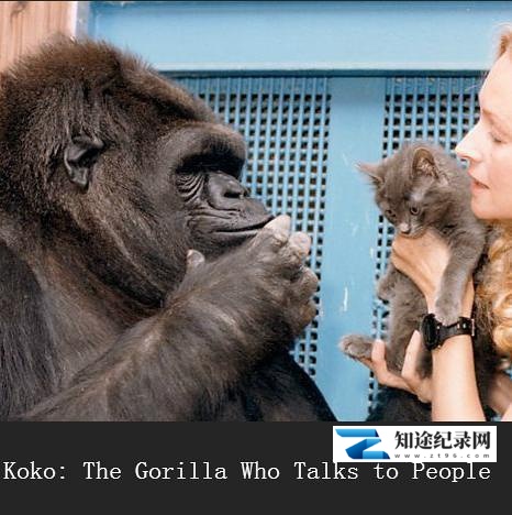 [BBC]可可—会与人类交流的猩猩 The Gorilla who Talks to People-知途纪录片网盘资源下载