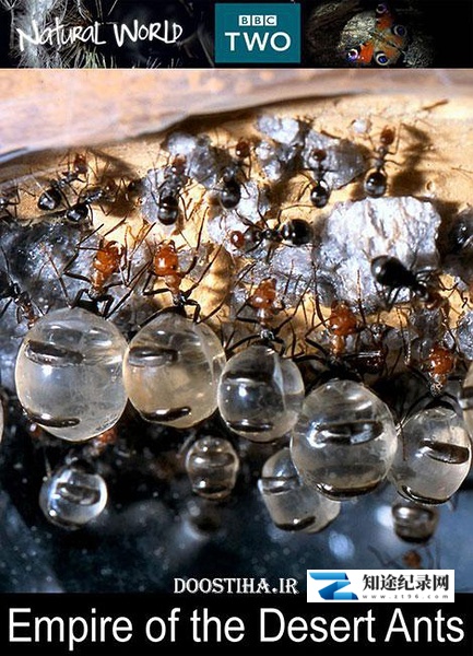 [BBC]自然世界：蚂蚁帝国 The Nature World: Empire of the Ants-知途纪录片网盘资源下载