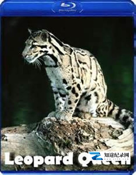 [其他]花豹女王 Leopard Queen-知途纪录片网盘资源下载