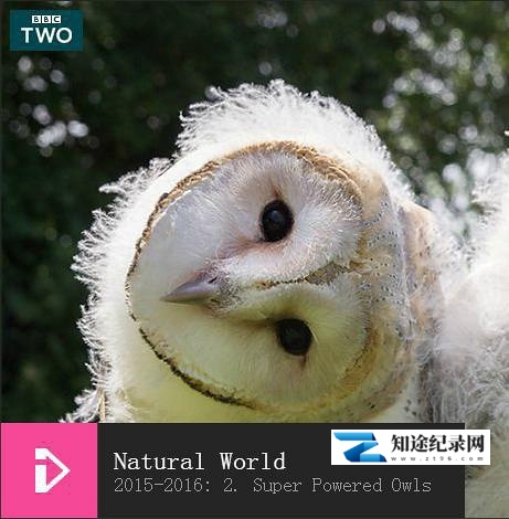 [BBC]超能猫头鹰 Natural World: Super Powered Owls-知途纪录片网盘资源下载