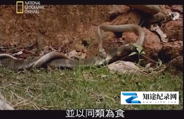 [国家地理]眼镜王蛇：吃同类的蛇 SECRETS OF THE KING COBRA-知途纪录片网盘资源下载