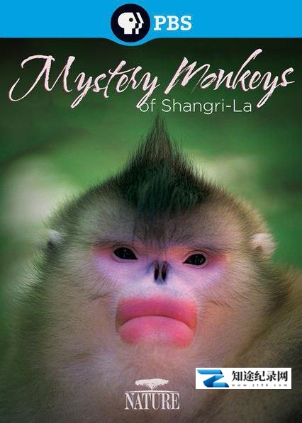 [PBS]香格里拉神秘之猴 Mystery Monkeys of Shangri-La-知途纪录片网盘资源下载