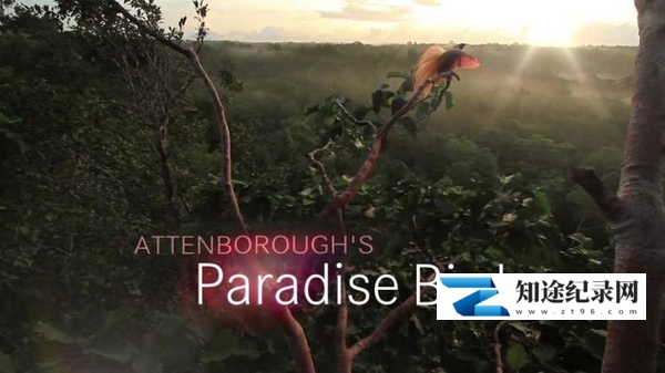[BBC]爱登堡的极乐鸟世界 Attenborough's Paradise Birds-知途纪录片网盘资源下载