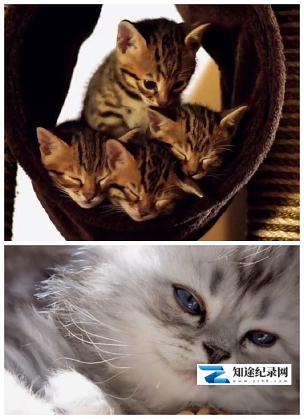 [BBC]小猫的秘密 The Secret Life of Puppies and Kittens-知途纪录片网盘资源下载