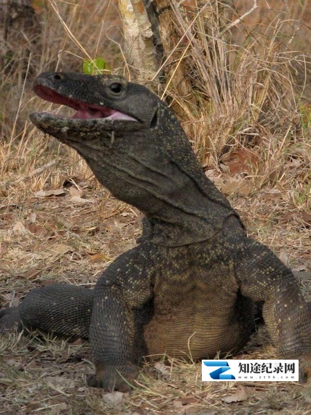 [BBC]死亡之吻—科莫多巨蜥 The Natural World–Komodo: The Deadly Bite-知途纪录片网盘资源下载