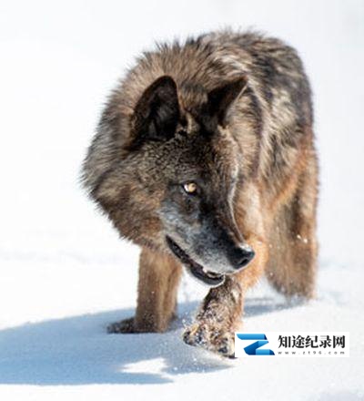[国家地理]野性黄石公园 Wild Yellowstone-知途纪录片网盘资源下载