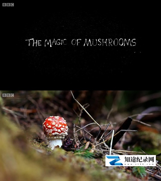 [BBC]魔力蘑菇 The Magic of Mushrooms-知途纪录片网盘资源下载