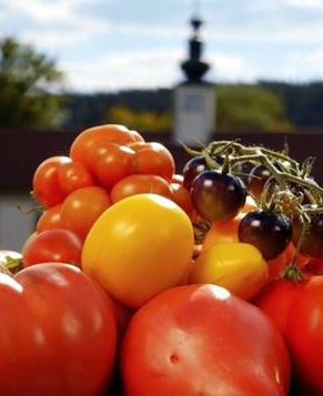 [CCTV]番茄的胜利 Triumph of the Tomato-知途纪录片网盘资源下载