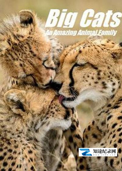 [BBC]猫科动物：奇妙的动物家族 Big Cats: An Amazing Animal Family-知途纪录片网盘资源下载