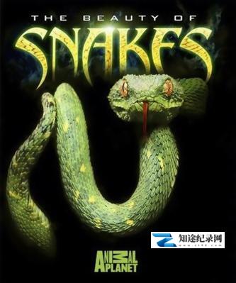 [国家地理]蛇之惊艳奇观 THE BEAUTY OF SNAKES-知途纪录片网盘资源下载