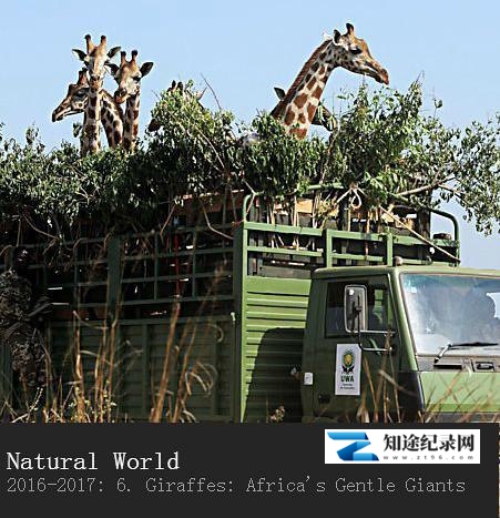 [BBC]长颈鹿：非洲的温柔巨人 Natural World – Giraffes: Africa's Gentle Giants-知途纪录片网盘资源下载