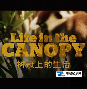 [BBC]树冠上的生活 Life in the canopy-知途纪录片网盘资源下载