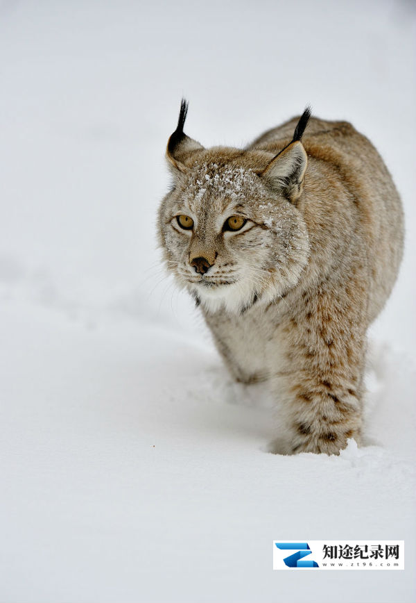 [其他]猞猁的秘密 Mystery Of The Lynx-知途纪录片网盘资源下载