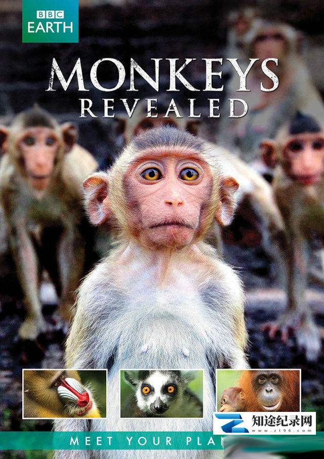[BBC]猴子大观 Monkeys Revealed-知途纪录片网盘资源下载