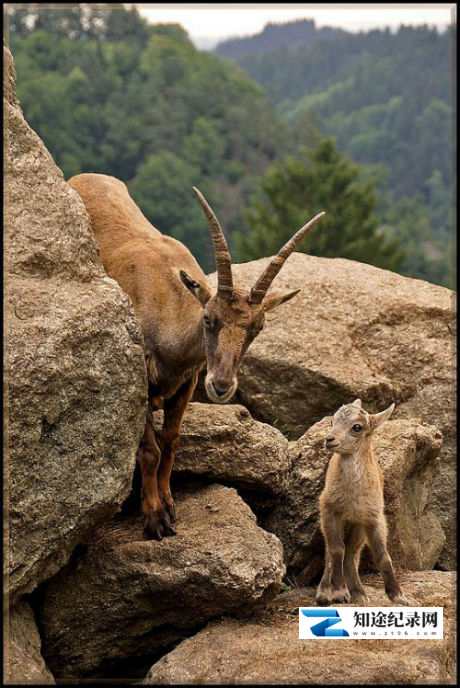[国家地理]巴伐利亚奇幻国度 Wild Bavaria's Alpine Kingdom-知途纪录片网盘资源下载