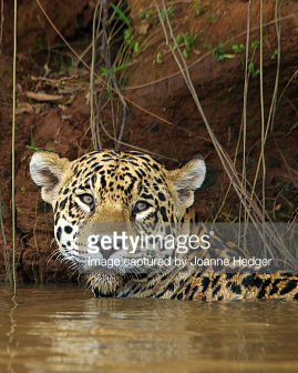 [国家地理]巴西秘境-潘塔纳尔 wild Pantanal-知途纪录片网盘资源下载