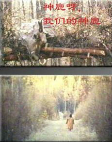 [其他]神鹿啊，我们的神鹿 Fading Reindeer Bell-知途纪录片网盘资源下载