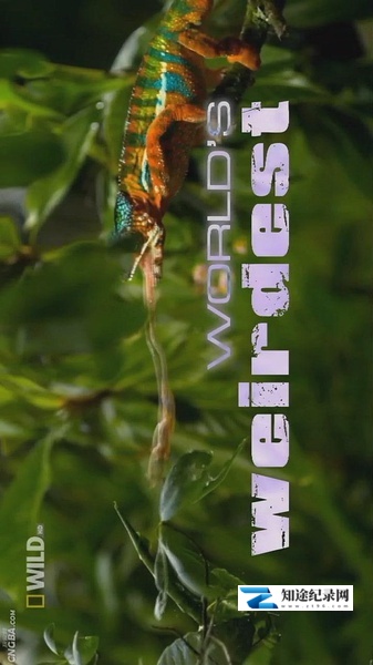 [国家地理]怪异生物之最  World's Weirdest-知途纪录片网盘资源下载
