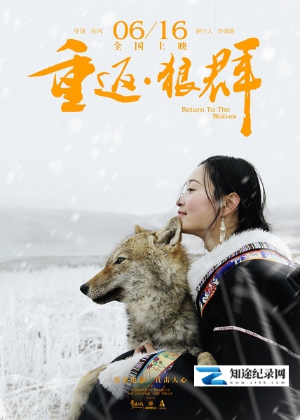 [其他]重返·狼群 Return To The Wolves-知途纪录片网盘资源下载