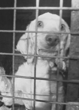 [BBC]英国宠物狗交易揭秘 Britain's Puppy Dealers Exposed-知途纪录片网盘资源下载
