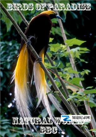 [BBC]天堂之鸟 Birds of Paradise-知途纪录片网盘资源下载