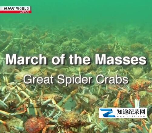 [NHK]蜘蛛蟹军团 March of the Masses: Great Spider Crabs-知途纪录片网盘资源下载