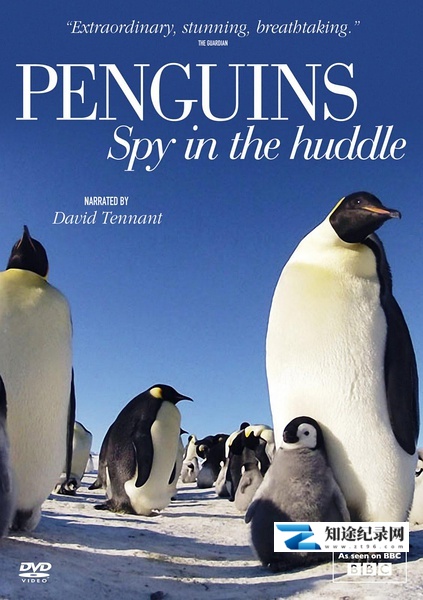 [BBC]企鹅群里有特务 Penguins-知途纪录片网盘资源下载