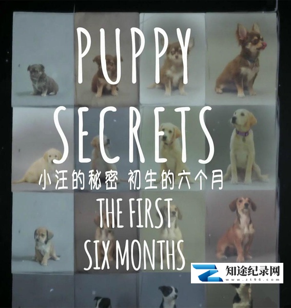 [BBC]小汪的秘密 Puppy Secrets-知途纪录片网盘资源下载