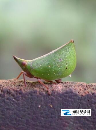 [NHK]昆虫变身秀 Mimic Treehoppers-知途纪录片网盘资源下载