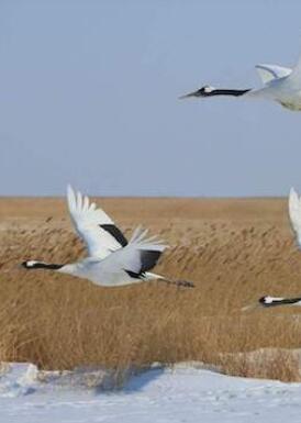 [CCTV]丹顶鹤 The Red Crowned Crane-知途纪录片网盘资源下载