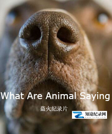 [PBS]动物妙语 What Are Animal Saying-知途纪录片网盘资源下载