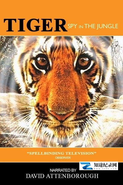[BBC]虎：丛林中窥探 Tiger – Spy in the Jungle-知途纪录片网盘资源下载