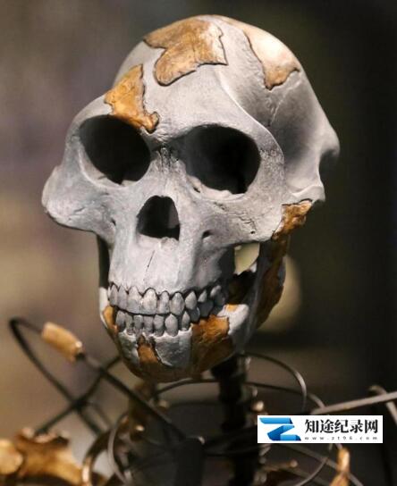 [BBC]进化缺环 The Missing Link-知途纪录片网盘资源下载
