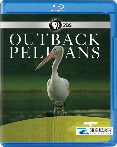 [PBS]内地鹈鹕 Outback Pelicans-知途纪录片网盘资源下载