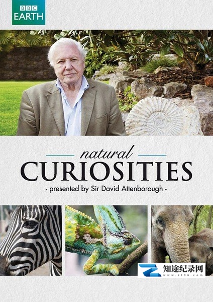 [BBC]自然趣闻 第一季 David Attenborough's Natural Curiosities Season 1 / 奇妙大自然-知途纪录片网盘资源下载