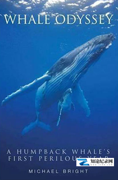 [国家地理]小蓝鲸历险记 Blue Whale Odyssey-知途纪录片网盘资源下载