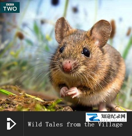 [BBC]少儿动物世界 全4季 Wild Tales-知途纪录片网盘资源下载