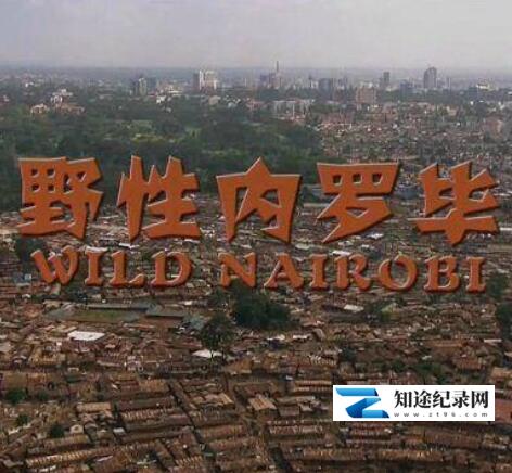 [CCTV]野性内罗毕 Wildes Nairobi – Wo Leoparden durch Gärten schleiche-知途纪录片网盘资源下载