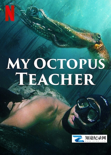 [Netflix]我的章鱼老师 My Octopus Teacher-知途纪录片网盘资源下载