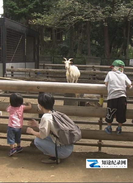 [NHK]川崎 山丘上的动物园 川崎 丘の上の動物公園-知途纪录片网盘资源下载