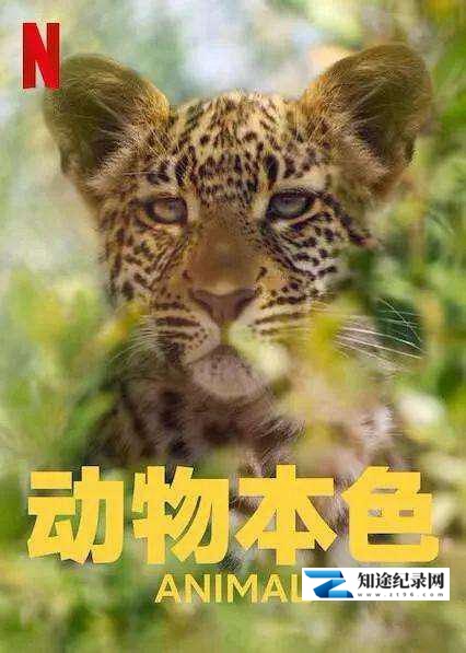 [Netflix]动物本色 第二季 Animal Season 2-知途纪录片网盘资源下载