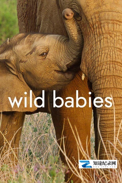 [国家地理]野生动物宝宝 第一季 Wild Babies Season 1-知途纪录片网盘资源下载