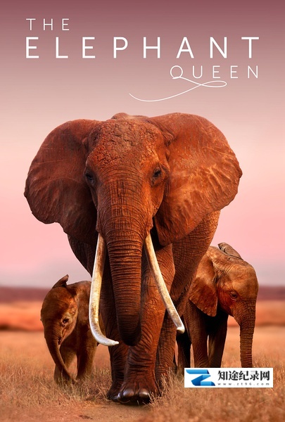 [其他]大象女王 The Elephant Queen-知途纪录片网盘资源下载