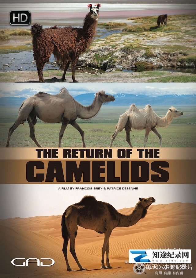 [其他]骆驼一族的回归 The Return Of The Camelids-知途纪录片网盘资源下载
